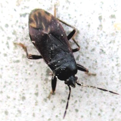 Drymus latus